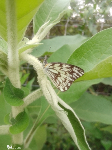 African Veined White