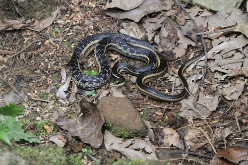 Lateral Water Snake