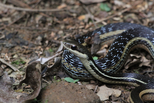 Lateral Water Snake