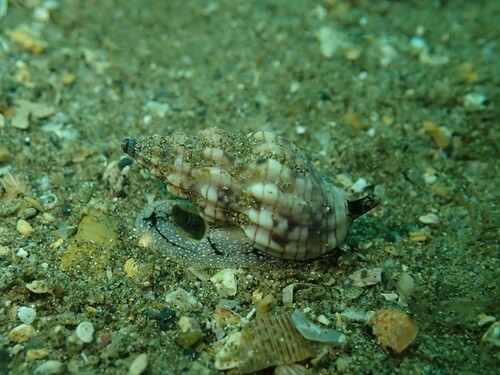 Cominella quoyana observed 2025-12-11