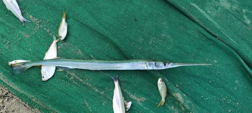 Banded needlefish