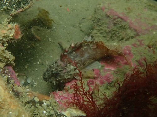 Chained scorpionfish (Scorpaena papillosa) — Scorpaenidae — 5