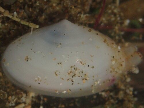 Scalpomactra scalpellum observed 2025-12-11