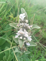 Ajuga ophrydis, photograph (c) Marianne Le Roux, some rights reserved (CC BY)