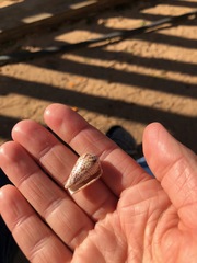 Conasprella perplexa