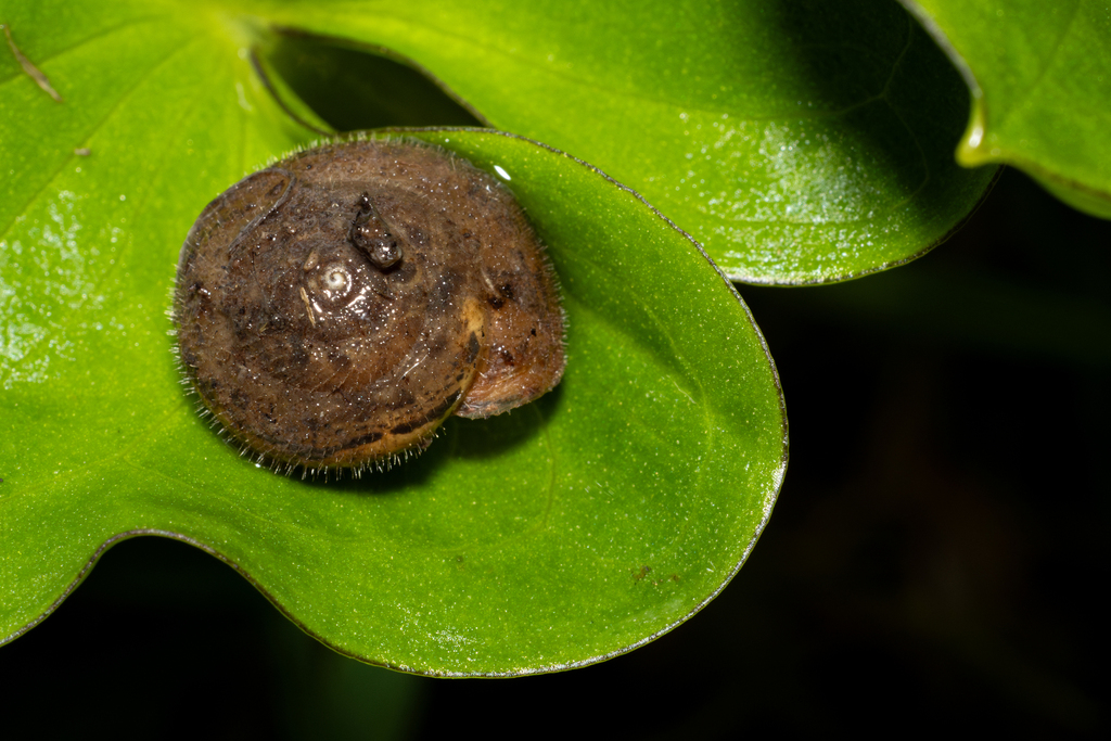Ganula gadirana