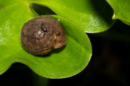 Ganula gadirana