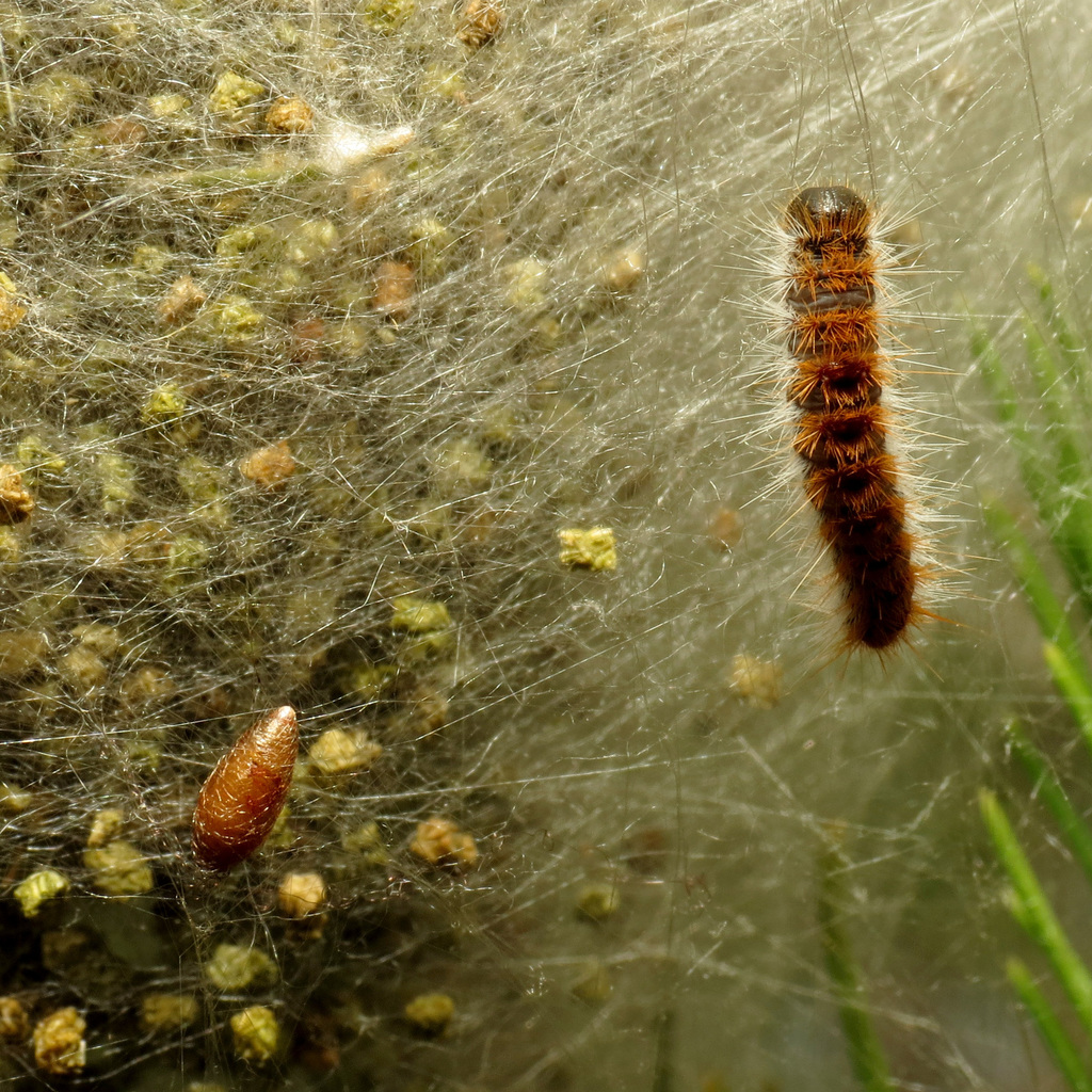 Braconid wasp