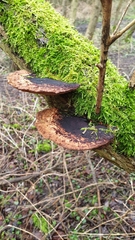 Daedaleopsis confragosa