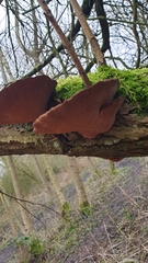 Daedaleopsis confragosa