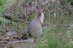 Red-Necked Wallaby photo 5