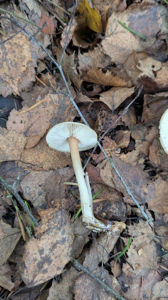 Rhodocollybia asema · December 2025 · photo: © edm1_ (iNaturalist, cc0)