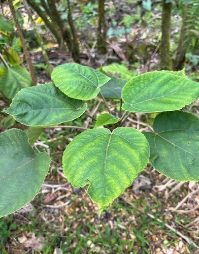 Broussonetia papyrifera observed 2025-12-02