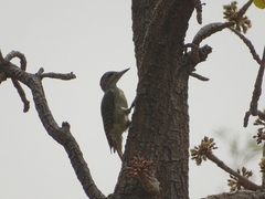 Campethera punctuligera