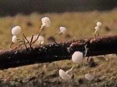 Antinoa juniperinella