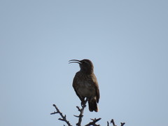 Upucerthia dumetaria