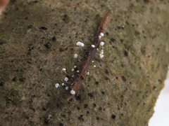 Antinoa juniperinella