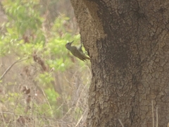 Campethera punctuligera