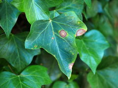 Colletotrichum trichellum