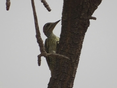 Campethera punctuligera