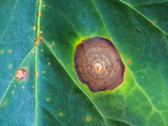 Colletotrichum trichellum
