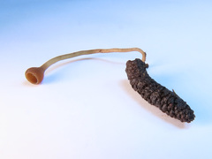 Ciboria betulicola