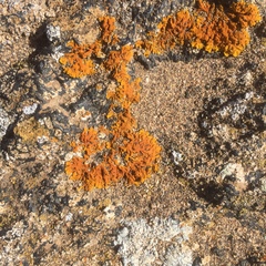 Xanthoria calcicola