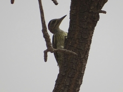 Campethera punctuligera