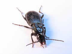 Pterostichus aethiops