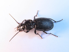 Pterostichus aethiops