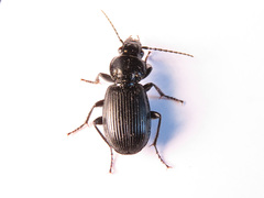 Pterostichus aethiops
