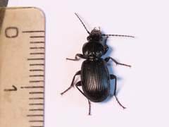 Pterostichus aethiops