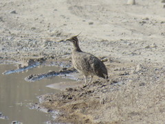 Eudromia elegans