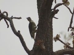 Campethera punctuligera