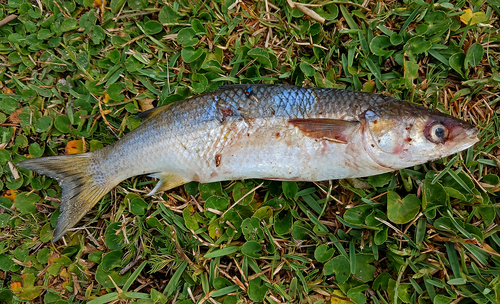 Southern mullet (Liza richardsonii) — Mugilidae — 3