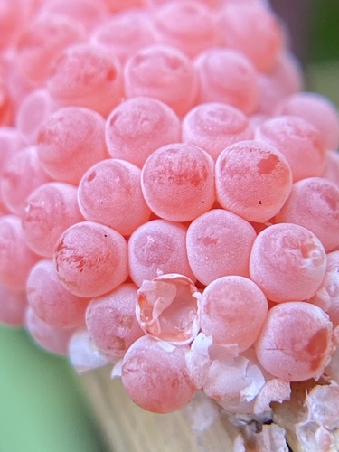 Island Apple Snail