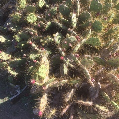 Opuntia stricta