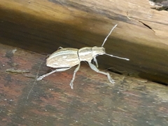 Naupactus dissimilis