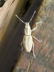 Naupactus dissimilis