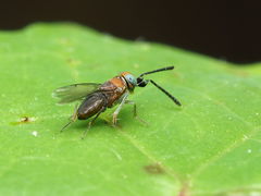 Anagyrini