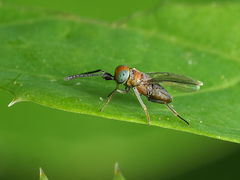 Anagyrini