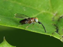 Anagyrini