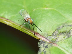 Anagyrini