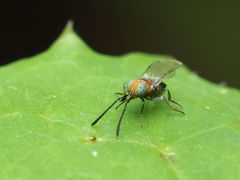 Anagyrini