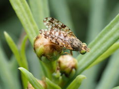 Tephritis praecox