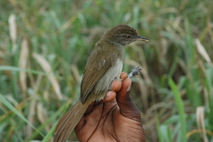 Phyllastrephus baumanni