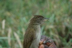 Phyllastrephus baumanni