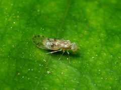 Trichopsocus