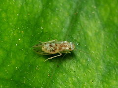 Trichopsocus