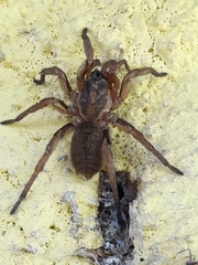 Pycnothelidae